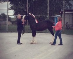 horse Tall Pines General Lee (Clydesdale, 2015, from Donegal Black Jack)