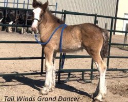 horse Tail Winds Grand Dancer (Clydesdale, 2019, from Amethyst Royal Dancer)