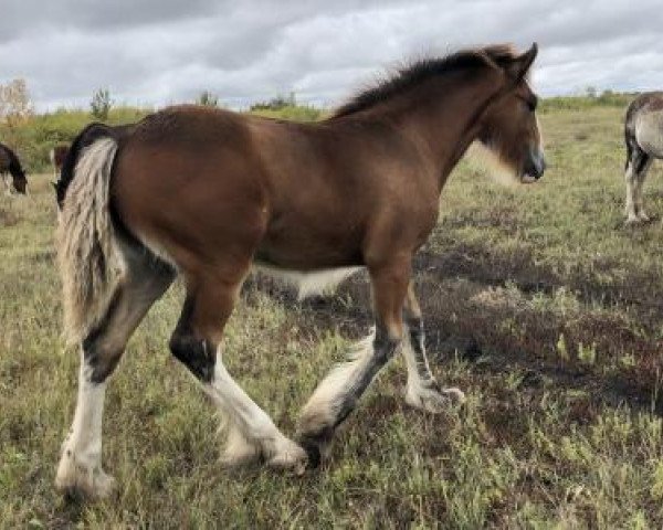 Pferd Tail Winds Go Go Dancer (Clydesdale, 2019, von Amethyst Royal Dancer)