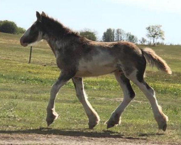 horse Tail Winds Gin (Clydesdale, 2019, from Amethyst Royal Dancer)