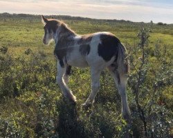 horse Tail Winds Galaxie (Clydesdale, 2019, from Amethyst Royal Dancer)