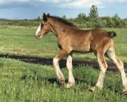 Pferd Tail Winds Fritz (Clydesdale, 2018, von Bighorn Shamus)