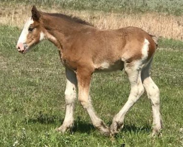 Pferd Tail Winds Foxy (Clydesdale, 2018, von Bighorn Shamus)