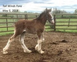 horse Tail Winds Fonz (Clydesdale, 2018, from Bighorn Shamus)