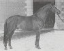 stallion Abhang II (Hanoverian, 1956, from Abglanz)