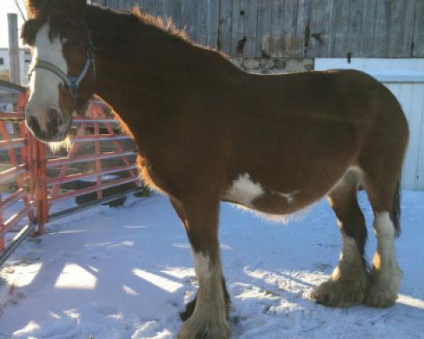 Zuchtstute Brunt-Hill Halley (Clydesdale, 2004, von Doura Sir James)