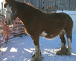 broodmare Brunt-Hill Halley (Clydesdale, 2004, from Doura Sir James)