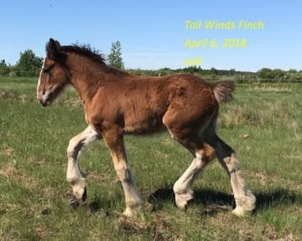 Pferd Tail Winds Finch (Clydesdale, 2018, von Bighorn Shamus)