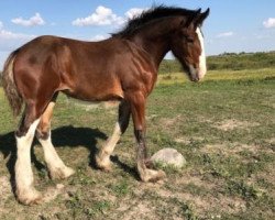 Pferd Tail Winds Ell (Clydesdale, 2017, von Bighorn Shamus)