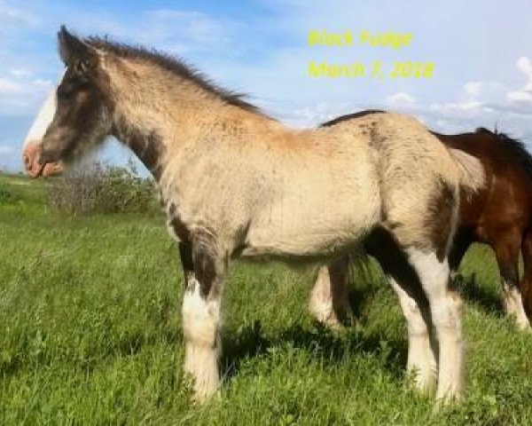 Pferd Tail Winds Black Fudge (Clydesdale, 2018, von Bighorn Shamus)