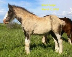 horse Tail Winds Black Fudge (Clydesdale, 2018, from Bighorn Shamus)