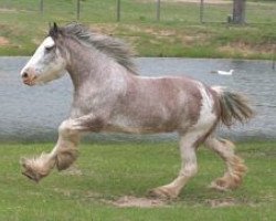 Zuchtstute Tablerock Belleau Lorial (Clydesdale, 2000, von Ima Hollywood Star)