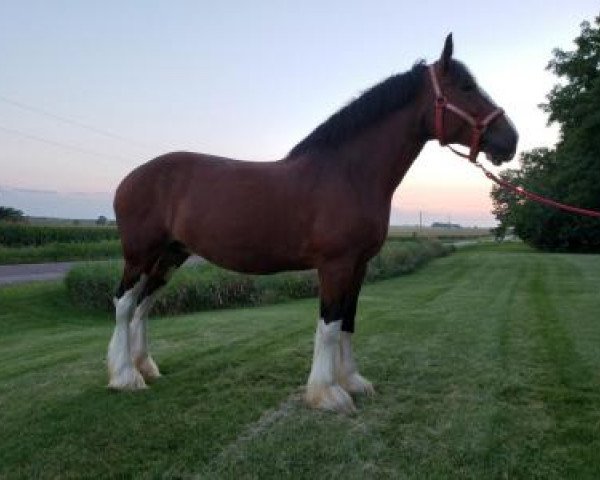 Zuchtstute T.F.C. Velocity (Clydesdale, 2008, von Westerdale Drake)