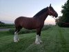 broodmare T.F.C. Velocity (Clydesdale, 2008, from Westerdale Drake)