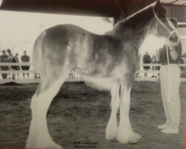 Zuchtstute T.F.C. Lady Victoria (Clydesdale, 2001, von Hillmoor Fusilier)