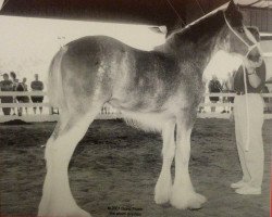 Zuchtstute T.F.C. Lady Victoria (Clydesdale, 2001, von Hillmoor Fusilier)