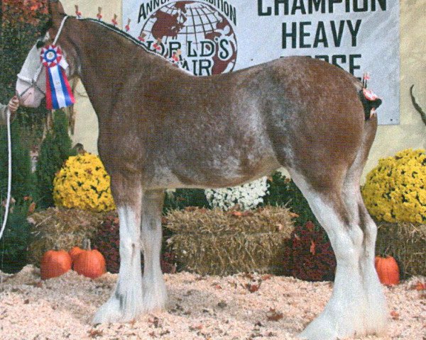 Zuchtstute T.F.C. Savannah (Clydesdale, 2007, von Greendykes Intrepid)