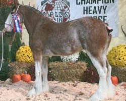 broodmare T.F.C. Savannah (Clydesdale, 2007, from Greendykes Intrepid)