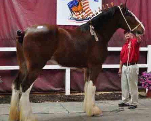 Zuchtstute T.F.C. Fusilier's Story (Clydesdale, 2009, von Hillmoor Fusilier)