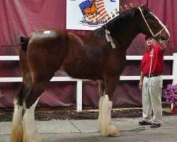 Zuchtstute T.F.C. Fusilier's Story (Clydesdale, 2009, von Hillmoor Fusilier)