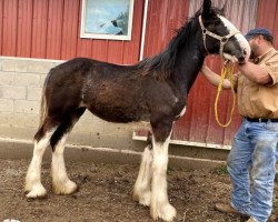 horse TF BJ's Tessa (Clydesdale, 2019, from Weber's BJ Jim Jewell)