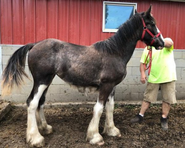 horse TF BJ's Uri (Clydesdale, 2018, from Weber's BJ Jim Jewell)