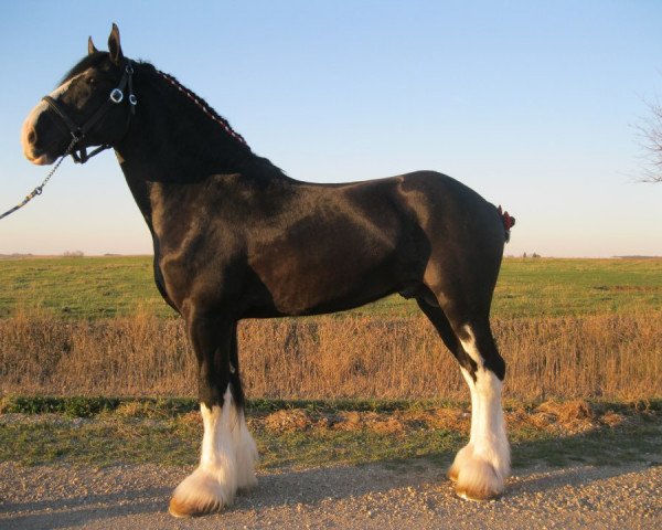 Deckhengst Weber's BJ Jim Jewell (Clydesdale, 2009, von Donegal Black Jack)