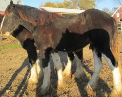 horse TF BJ's Xerox (Clydesdale, 2015, from Weber's BJ Jim Jewell)