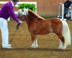 Pferd Kobold (Shetland Pony, 2009, von Karlo)