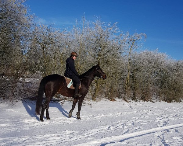 dressage horse Feuerschein MD (German Horse, 2015, from Finest)