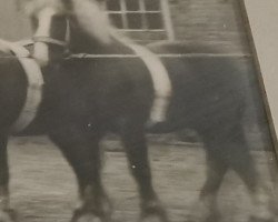 stallion Breydel von Sittarzhof 776 (Rhenish-German Cold-Blood, 1919, from Breydel 404)