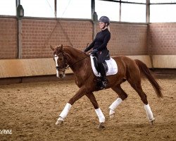 dressage horse Franz von Kastner (Westphalian, 2012, from Franziskus FRH)