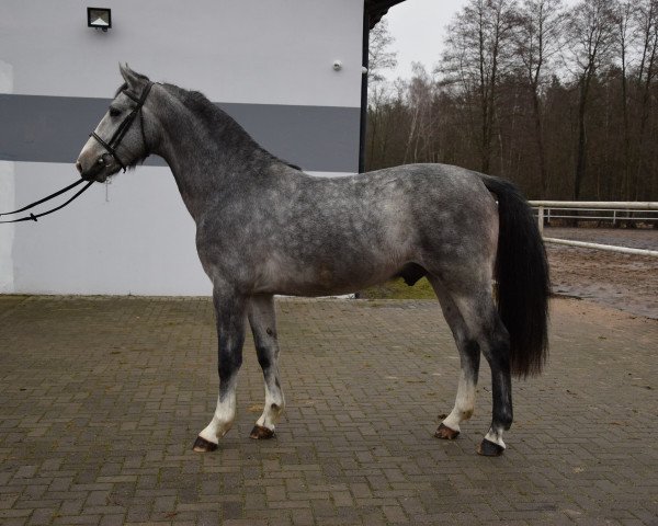 horse B-KUBAL (Schlesier, 2019)