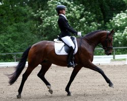 dressage horse Feinsliebchen S (Oldenburg, 2011, from Fairbanks)