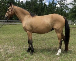 Zuchtstute Carmina Burana (Deutsches Reitpony, 2008, von FS Champion de Luxe)