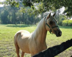 stallion Vinicio (German Riding Pony, 2019, from Vincenzo NRW)