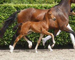 stallion Kayne (KWPN (Royal Dutch Sporthorse), 2015, from Governor-Str)