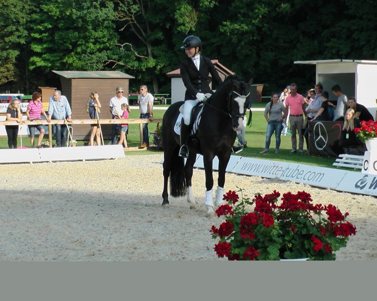 Deckhengst Niskalla (Deutsches Reitpony, 2013, von Nutrix)