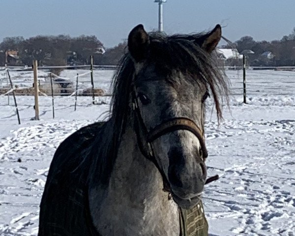 Zuchtstute Charmanten Lütt Sünnschien SCM (Deutsches Reitpony, 2019, von Dexter Leam Pondi)