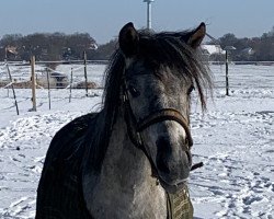 broodmare Charmanten Lütt Sünnschien SCM (German Riding Pony, 2019, from Dexter Leam Pondi)