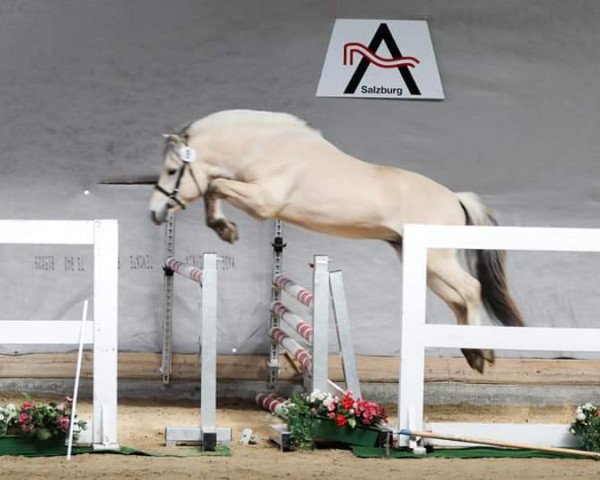 horse Simba (Fjord Horse, 2016, from Solfin Skovå)