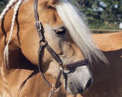 broodmare Nele K (Haflinger, 2017, from Nachtstolz)