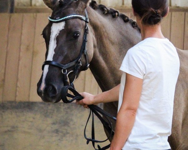 broodmare Vinaia (German Riding Pony, 2017, from Valido's Grey Star G)