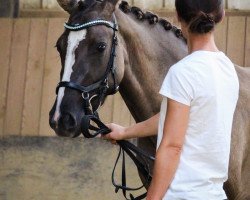 broodmare Vinaia (German Riding Pony, 2017, from Valido's Grey Star G)