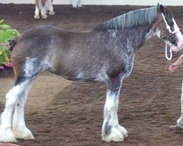 broodmare T & L Miss Lady's Ann (Clydesdale, 2004, from S B H Pace Setter's Trademark)