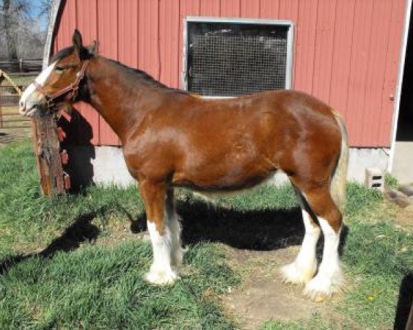 horse Sweetwater Sunflower (Clydesdale, 2014, from Toll-Gate Ambassador)