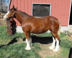 Pferd Sweetwater Sunflower (Clydesdale, 2014, von Toll-Gate Ambassador)