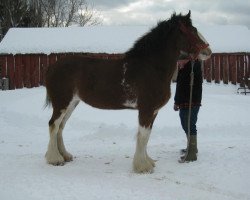 Pferd Superfine Annie (Clydesdale, 2004, von Superfine's Carol Troy)