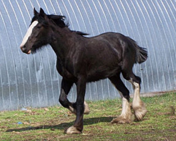 broodmare Sunny Creek Princess (Clydesdale, 2008, from Battle River Montgomery)