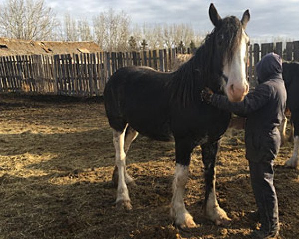 Pferd Sunny Creek Lexie (Clydesdale, 2016, von Doura Dew-Ridge Douglas)